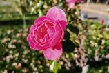 Honor-Magic-V3-Mostre-Bokeh_004.jpg