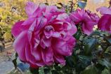 Honor-Magic-V3-Mostre-Bokeh_002.jpg