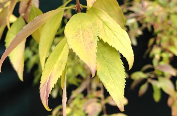 realme GT 7 Pro - Mostre Foto (ziua): IMG20241111110204.jpg