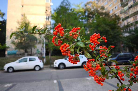 Xiaomi 14T Pro - Mostre bokeh: IMG_20240922_093551.jpg