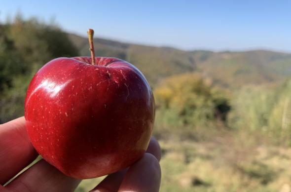 Apple iPhone XS Max - Mostre Foto (ziua): Photo 07-10-2018, 15 27 24.jpg