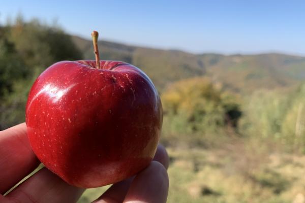 Apple iPhone XS Max - Mostre Foto (ziua)