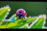 LG-65QNED8A-Imagine_005.jpg