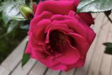 IMG20250524162304.jpg