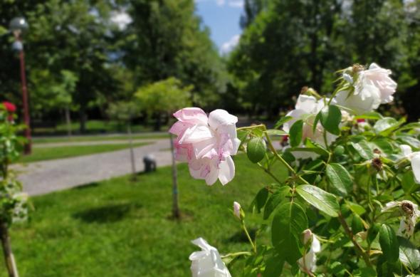 Xiaomi Redmi Note 7 - Mostre Foto (ziua): IMG_20190805_191302.jpg