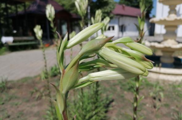 Huawei P30 Lite - Mostre Foto (ziua): IMG_20190529_153713.jpg
