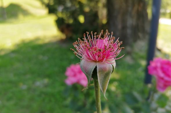 Huawei P30 Lite - Mostre Foto (ziua): IMG_20190529_161205.jpg