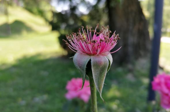 Huawei P30 Lite - Mostre Foto (ziua): IMG_20190529_161210.jpg
