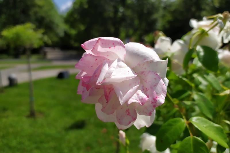 Xiaomi Redmi Note 7 - Mostre Foto (ziua): IMG_20190805_191243.jpg