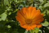 PXL_20250409_084943176.MACRO_FOCUS.jpg