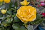 PXL_20250409_092539401.MACRO_FOCUS.jpg