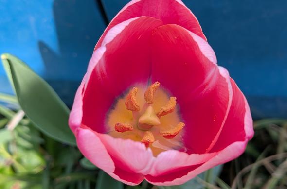 Google Pixel 9a - Mostre foto (macro): PXL_20250409_094608828.jpg