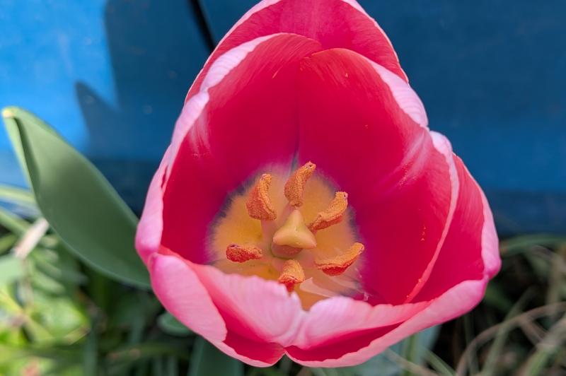 Google Pixel 9a - Mostre foto (macro): PXL_20250409_094608828.jpg