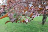 Samsung-Galaxy-A56-Mostre-Bokeh_002.jpg