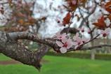Samsung-Galaxy-A56-Mostre-Bokeh_012.jpg