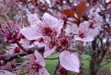 Samsung-Galaxy-A56-Mostre-Macro_001.jpg