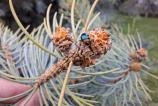 Samsung-Galaxy-A56-Mostre-Macro_005.jpg