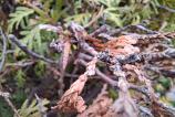 Samsung-Galaxy-A56-Mostre-Macro_010.jpg