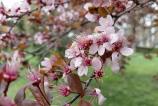 Samsung-Galaxy-A36-Mostre-macro_010.jpg