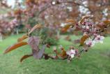 Samsung-Galaxy-A36-Mostre-Bokeh_7.jpg