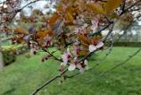 Samsung-Galaxy-A36-Mostre-Bokeh_6.jpg