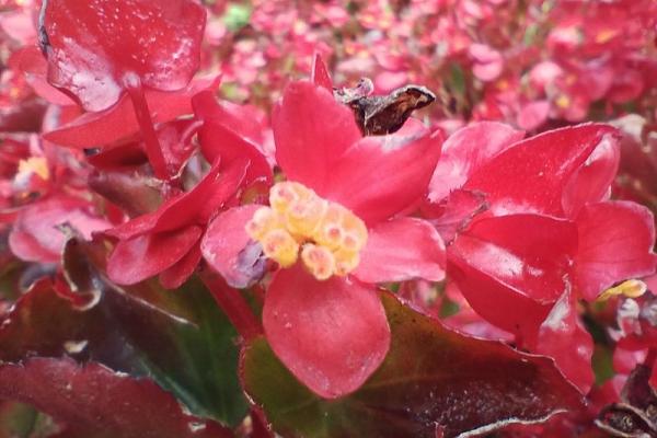 Motorola G52 -  Fotografii pe timp de zi