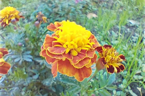 Nokia 8.3 5G - Mostre Foto (ziua): IMG_20201102_143228_hdr.jpg