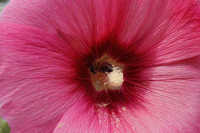 HUAWEI nova 11 Pro - Mostre macro, close-up: Huawei-nova-11-Pro-Macro_007.jpg