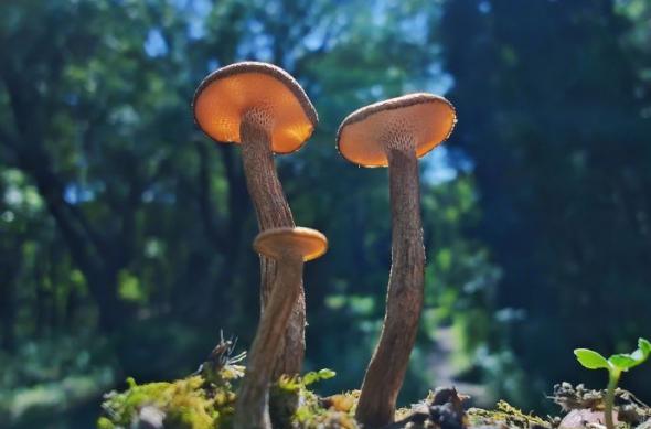 ZTE Nubia Z50S Pro - Mostre foto: 002lVAIGly1hg3ehsxitvj63vk35ub2902.jpg