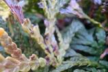 Samsung-Galaxy-S25-Ultra-Mostre-Macro_006.jpg