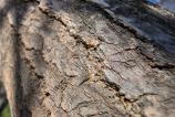 Samsung-Galaxy-S25-Ultra-Mostre-Macro_007.jpg