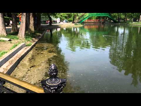 Allview X2 Soul Pro video sample, focus & zoom (Full HD, 1920x1088px, 25FPS ) - Mobilissimo.ro