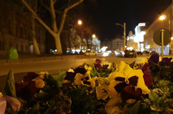 Samsung Galaxy S10+ - Mostre Foto (seara): 20190306_004429.jpg