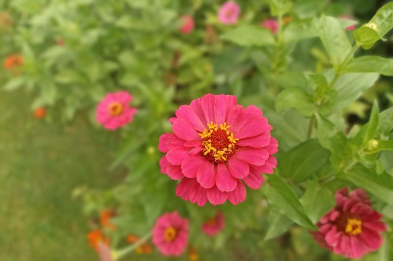 POCO M5s - Mostre foto: POCO-M5s-Mostre-Foto_070.jpg