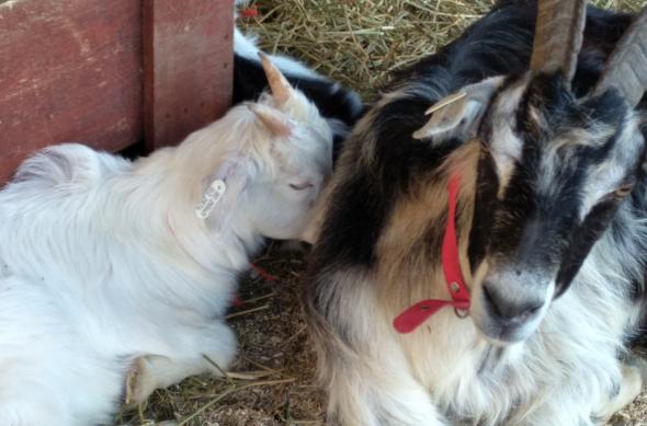 ZTE Nubia Z11 Mini - Mostre Foto (ziua): IMG_20170411_183816.jpg