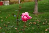 OPPO-Find-X9-Pro-Mostre-bokeh_023.jpg