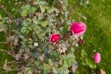 OPPO-Find-X9-Pro-Mostre-bokeh_022.jpg