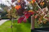 OPPO-Find-X9-Pro-Mostre-bokeh_008.jpg