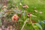 OPPO-Find-X9-Pro-Mostre-bokeh_010.jpg