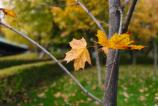 OPPO-Find-X9-Pro-Mostre-bokeh_009.jpg