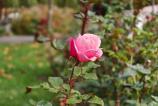 OPPO-Find-X9-Pro-Mostre-bokeh_018.jpg