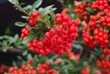 OPPO-Find-X9-Pro-Mostre-macro_001.jpg