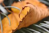 OPPO-Find-X9-Pro-Mostre-macro_026.jpg