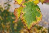 OPPO-Find-X9-Pro-Mostre-macro_025.jpg