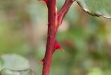 OPPO-Find-X9-Pro-Mostre-macro_015.jpg