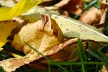 OPPO-Find-X9-Pro-Mostre-macro_034.jpg