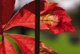 OPPO-Find-X9-Pro-Mostre-macro_036.jpg