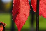 OPPO-Find-X9-Pro-Mostre-macro_038.jpg