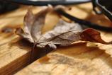 OPPO-Find-X9-Pro-Mostre-macro_005.jpg