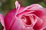 OPPO-Find-X9-Pro-Mostre-macro_013.jpg